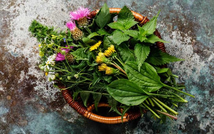 7-Healthy-Nutritious-Weeds-You-Could-Eat 7 Healthy, Nutritious "Weeds" You Could Eat